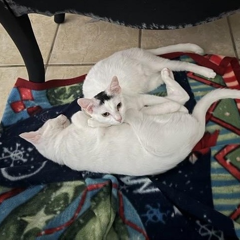 Enlarge Stanley, a Adoptable Turkish Van in Houston, TX image 5/5