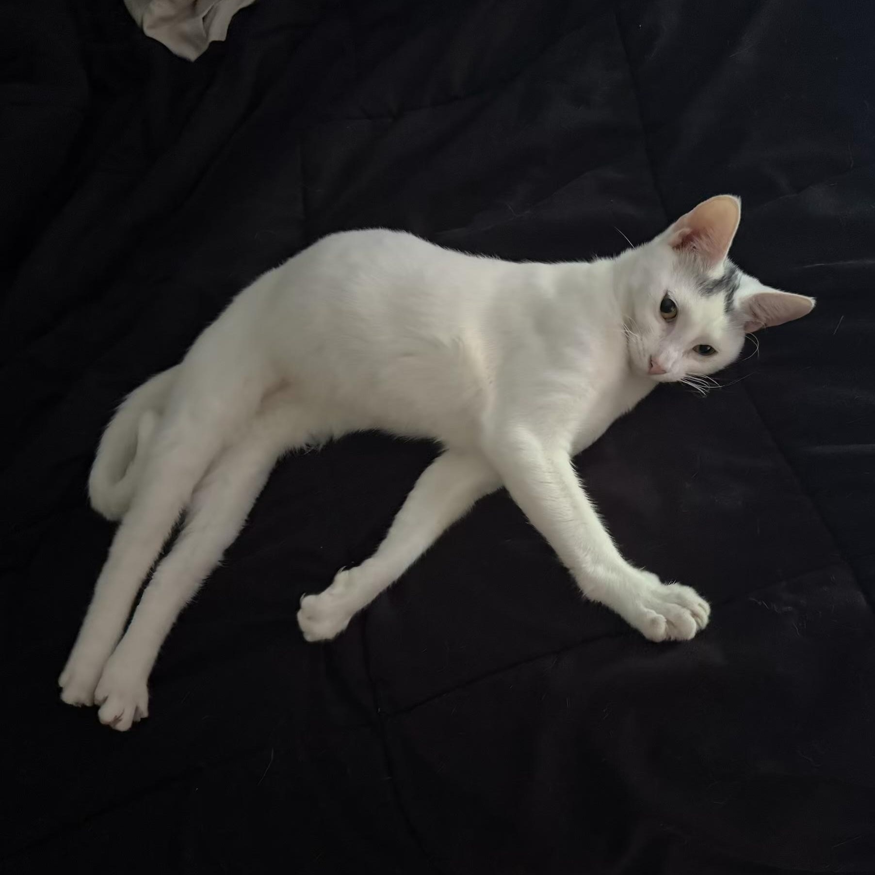 Enlarge Stanley, a Adoptable Turkish Van in Houston, TX image 1/5