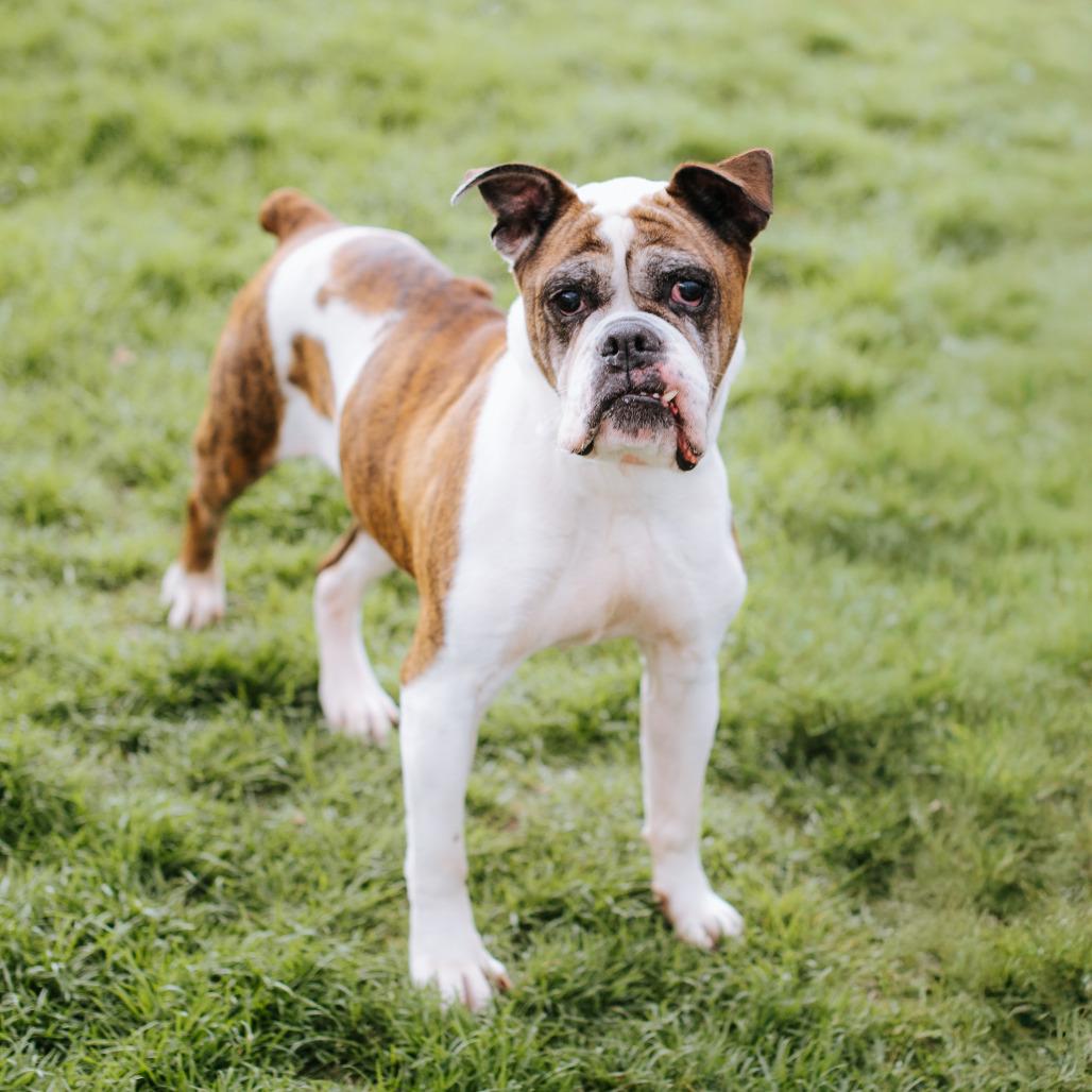 Clara, Adoptable, Senior Female Boxer.
