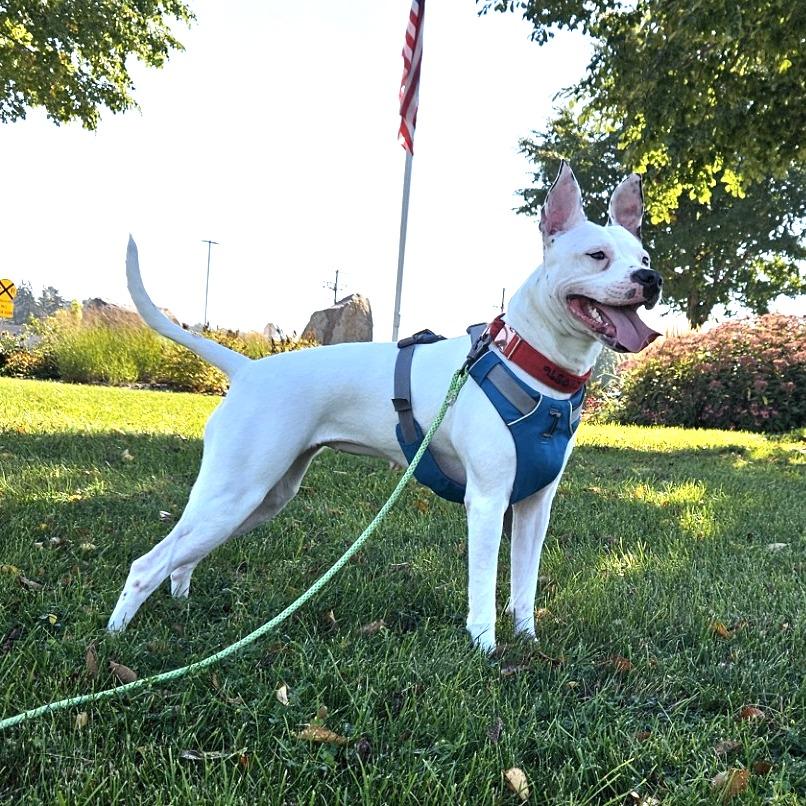 Roxy, Adoptable, Adult Female Pit Bull Terrier & Mixed Breed.