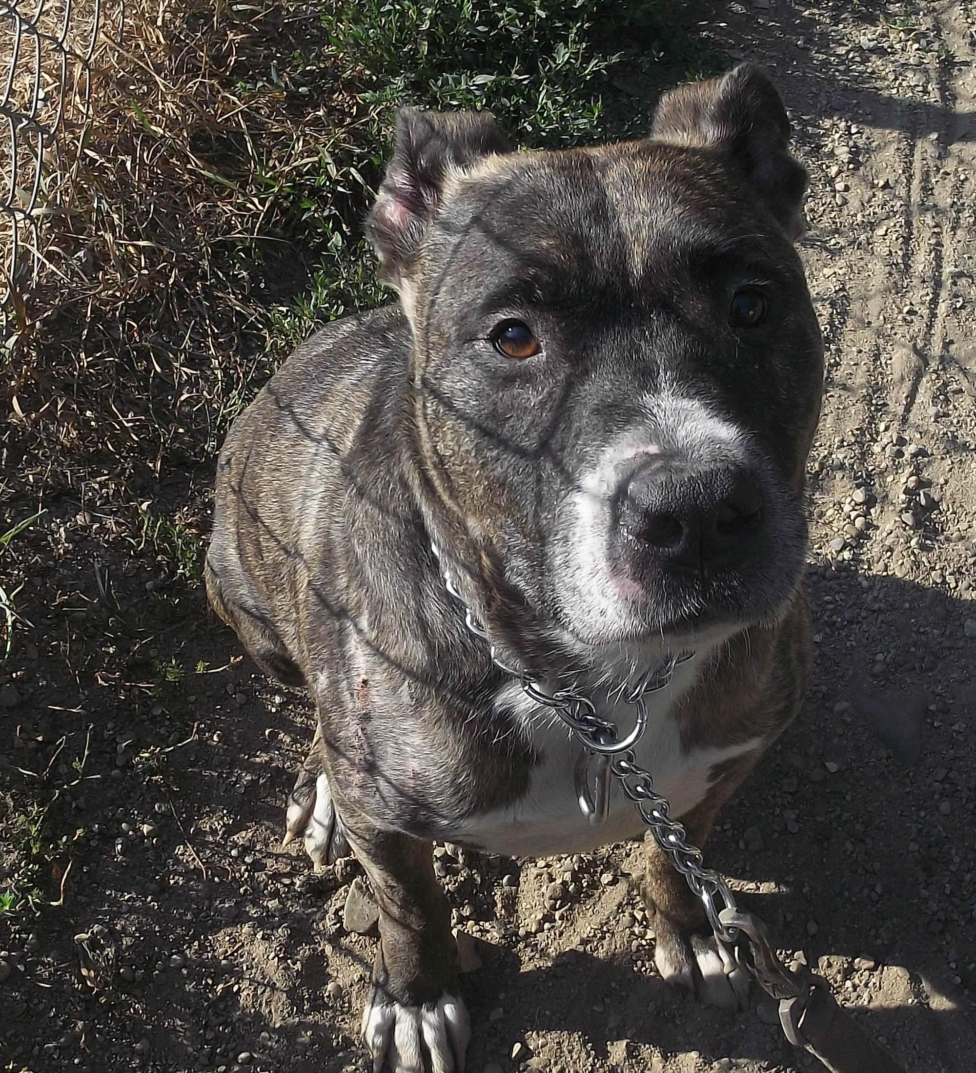 MISTER DINO, a ADOPTABLE Pit Bull Terrier in Reed City, MI image 3/4