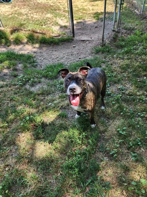 MISTER DINO, a ADOPTABLE Pit Bull Terrier in Reed City, MI image 1/4