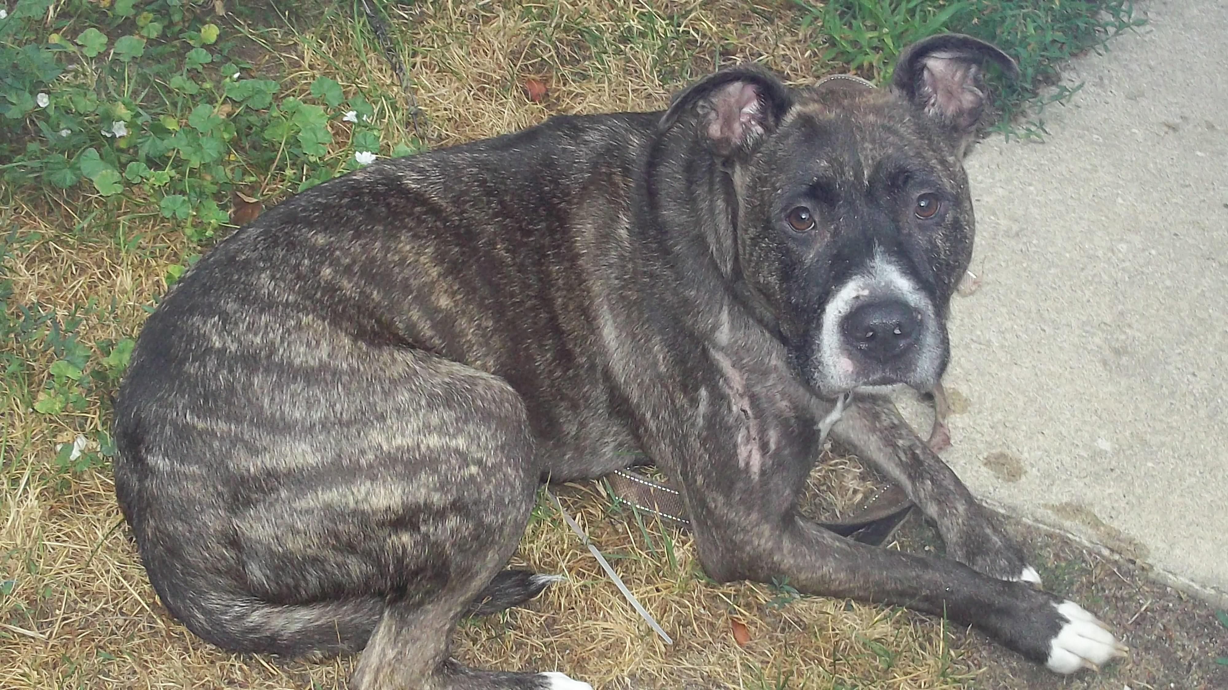 MISTER DINO, a ADOPTABLE Pit Bull Terrier in Reed City, MI image 4/4
