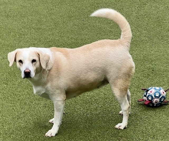 Enlarge MARGARITA, a Adoptable mixed breed in houston, TX image 3/4