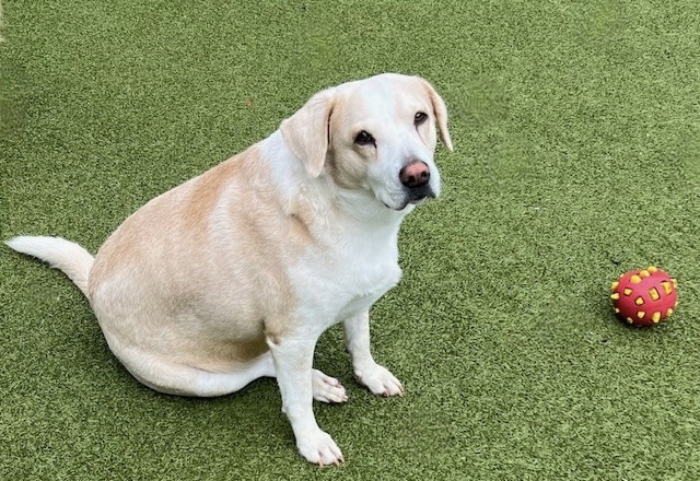 MARGARITA, Adoptable, Adult Female Yellow Labrador Retriever.