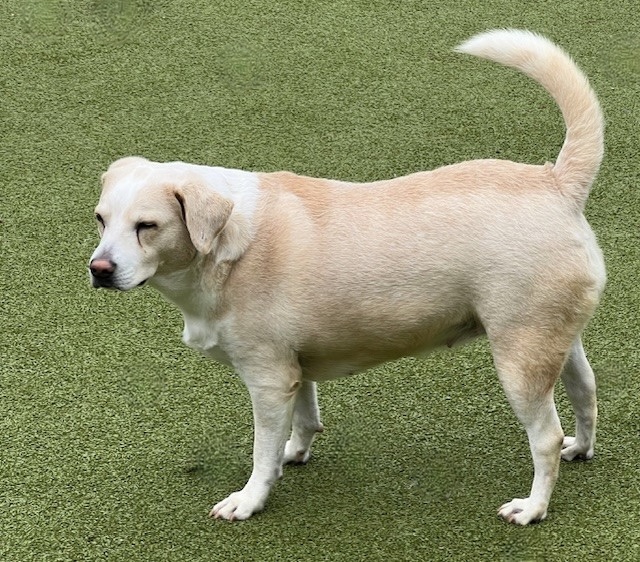 Enlarge MARGARITA, a Adoptable mixed breed in houston, TX image 2/4