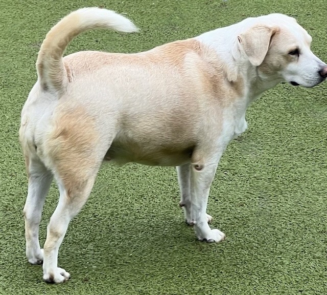 Enlarge MARGARITA, a Adoptable mixed breed in houston, TX image 4/4