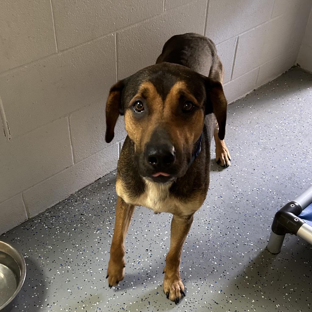 Enlarge Roni, a Adoptable Mixed Breed in Danville, KY image 2/5