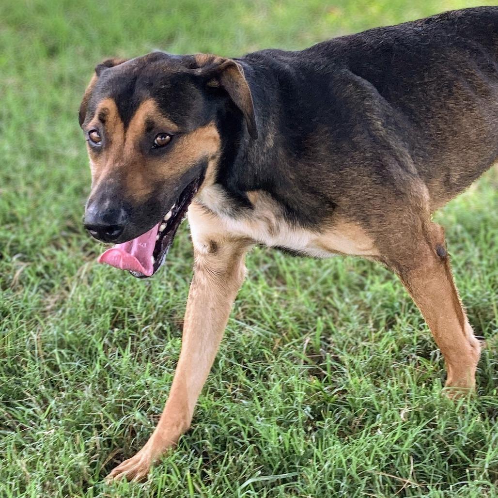 Enlarge Roni, a Adoptable Mixed Breed in Danville, KY image 4/5