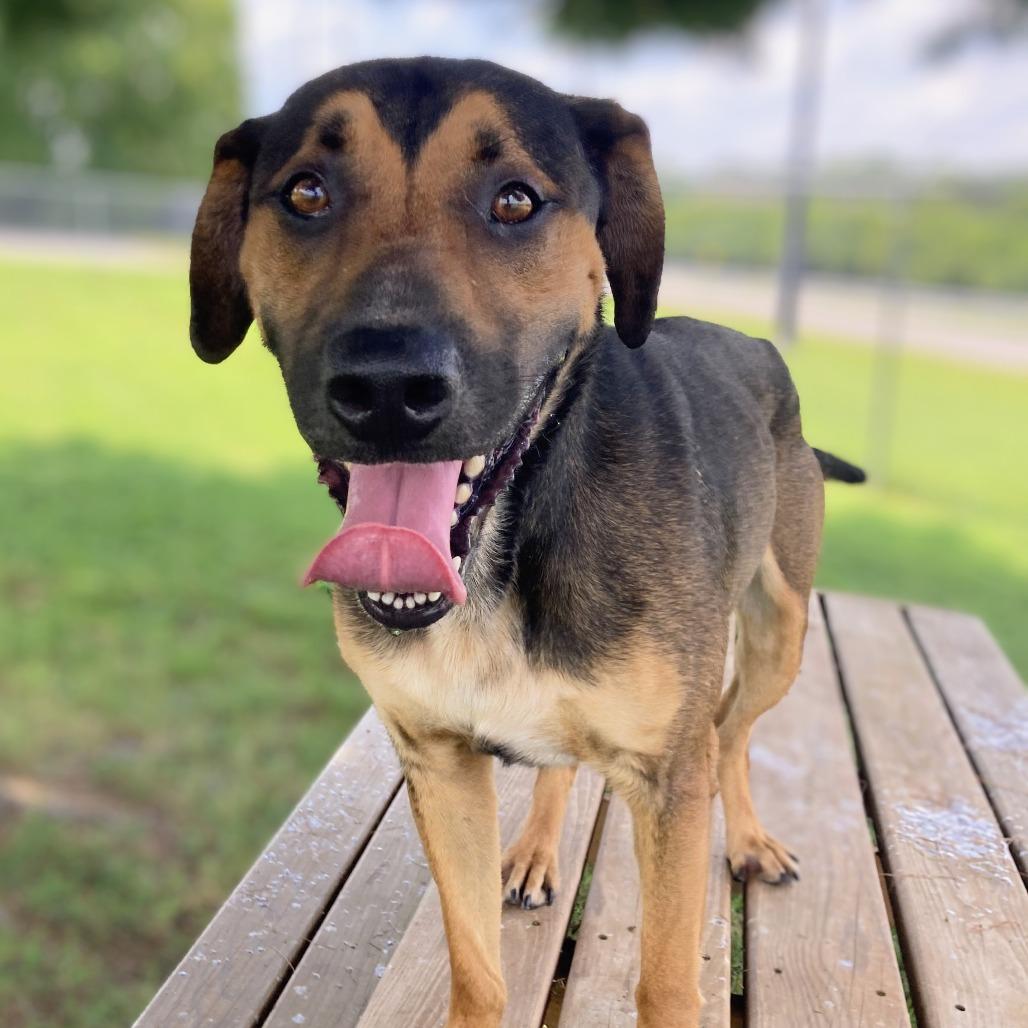 Enlarge Roni, a Adoptable Mixed Breed in Danville, KY image 5/5