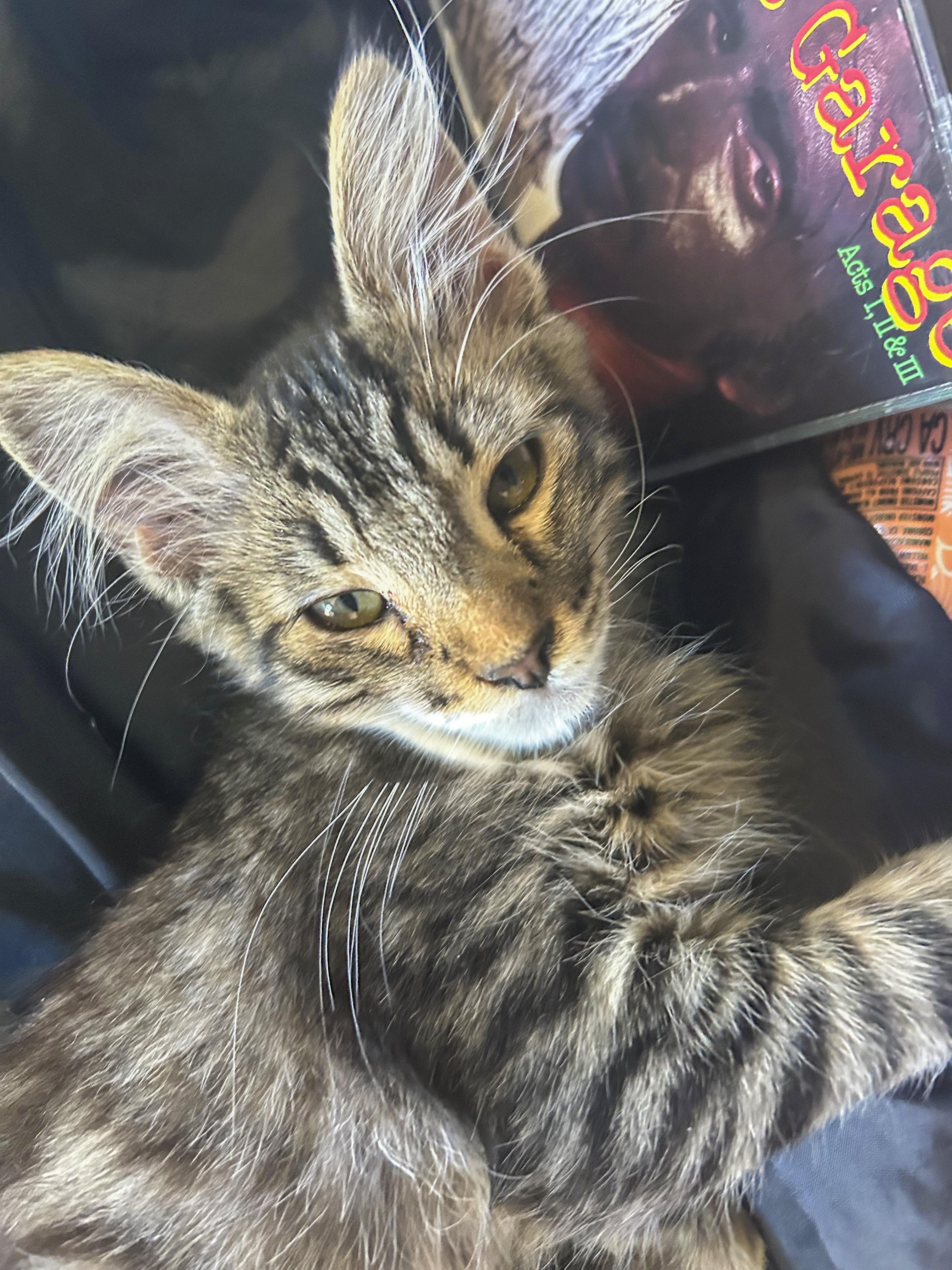 Enlarge Midnight, a Adopted mixed breed in Vallejo, CA image 1/5