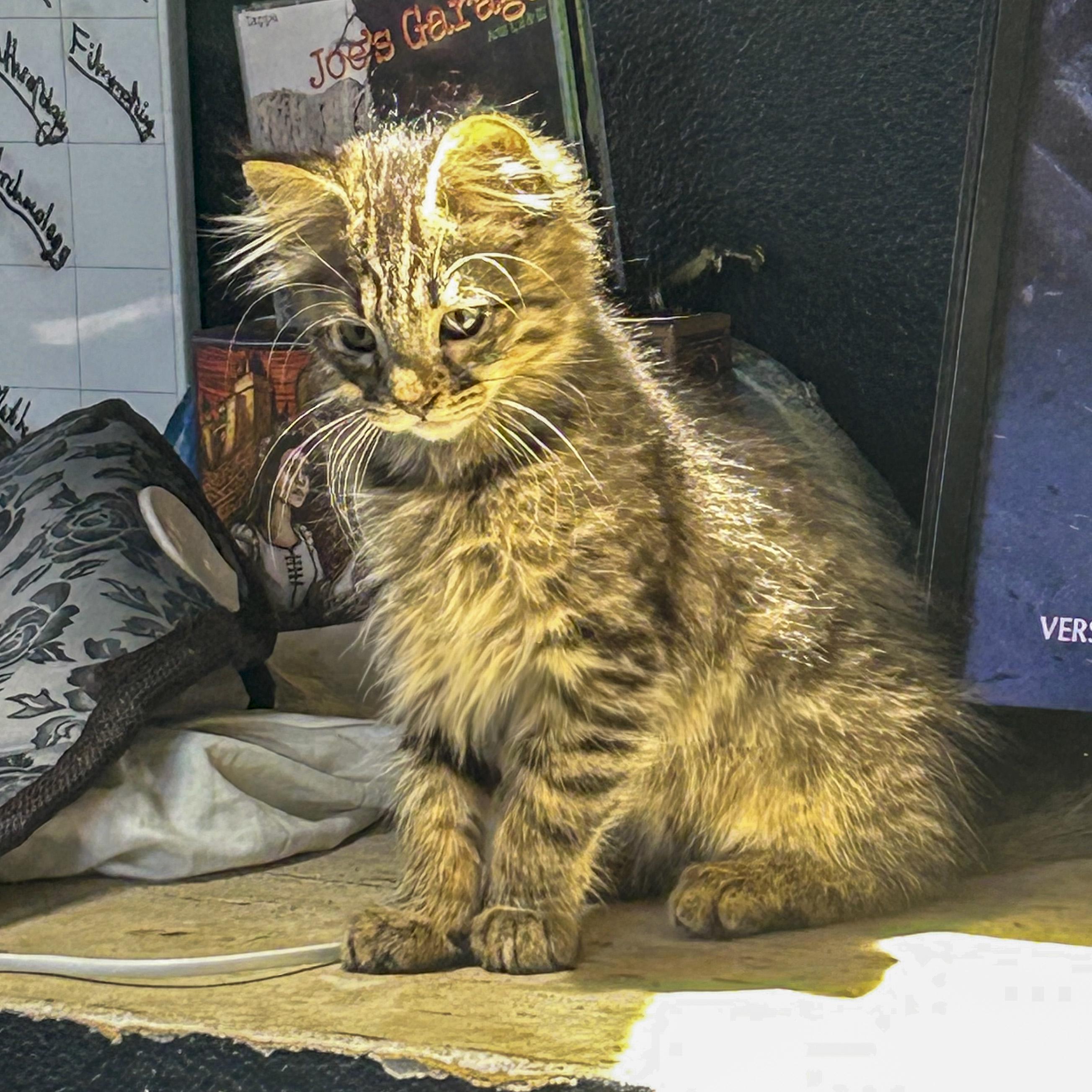 Enlarge Midnight, a Adopted mixed breed in Vallejo, CA image 3/5