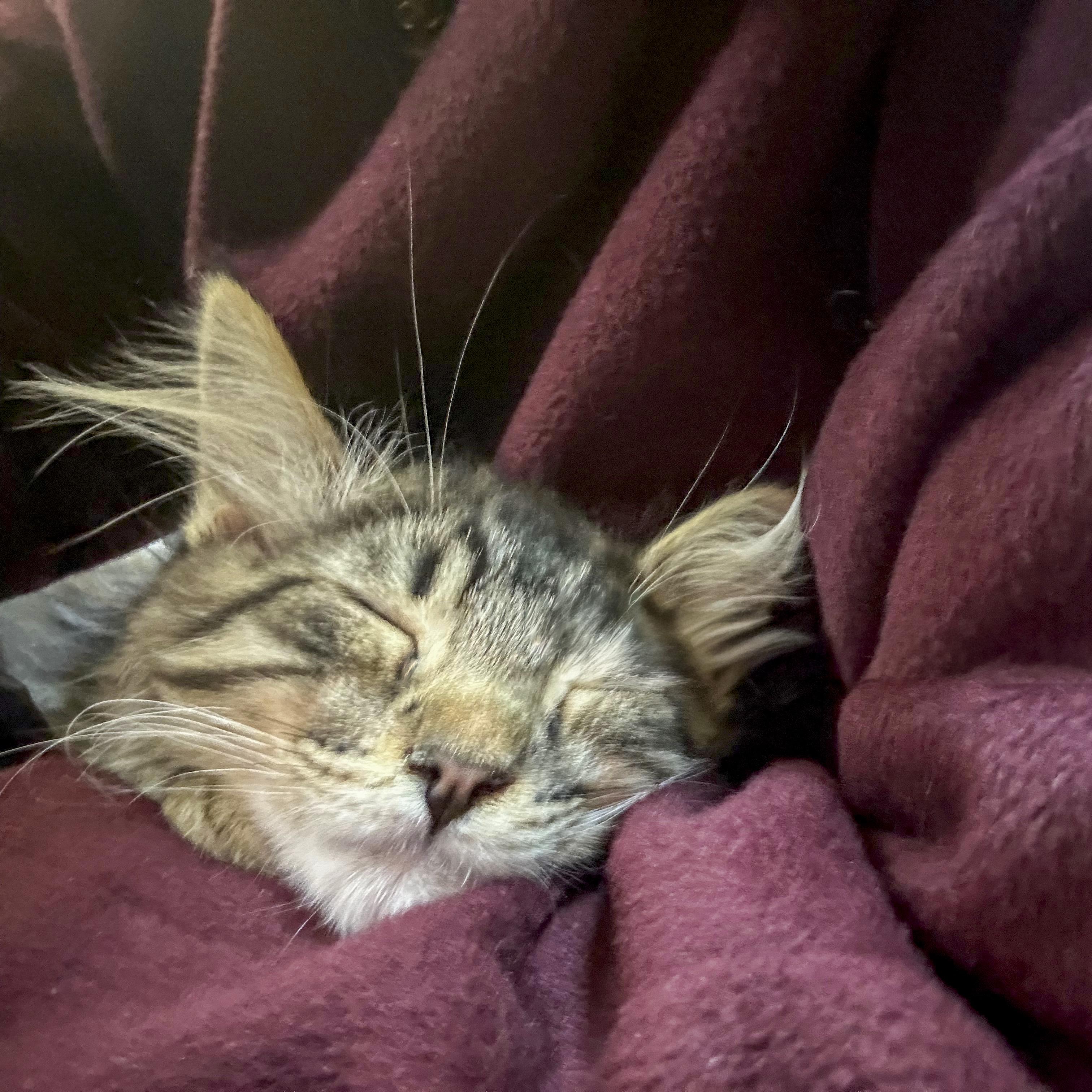 Enlarge Midnight, a Adopted mixed breed in Vallejo, CA image 4/5