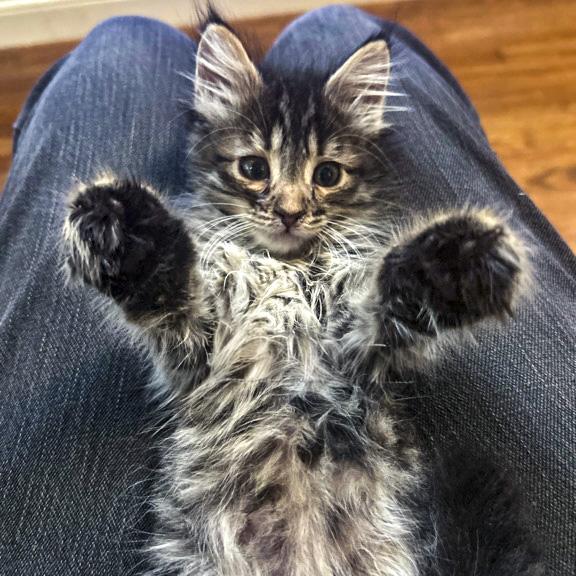 Enlarge Midnight, a Adopted mixed breed in Vallejo, CA image 2/5