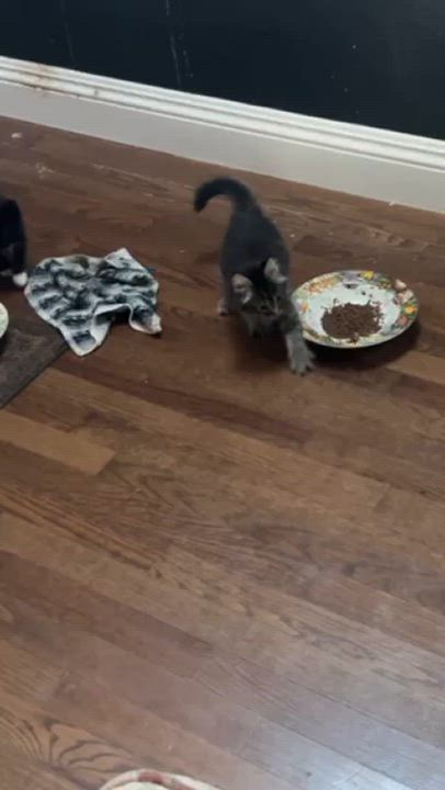 Enlarge Midnight, a Adopted mixed breed in Vallejo, CA video 5/5