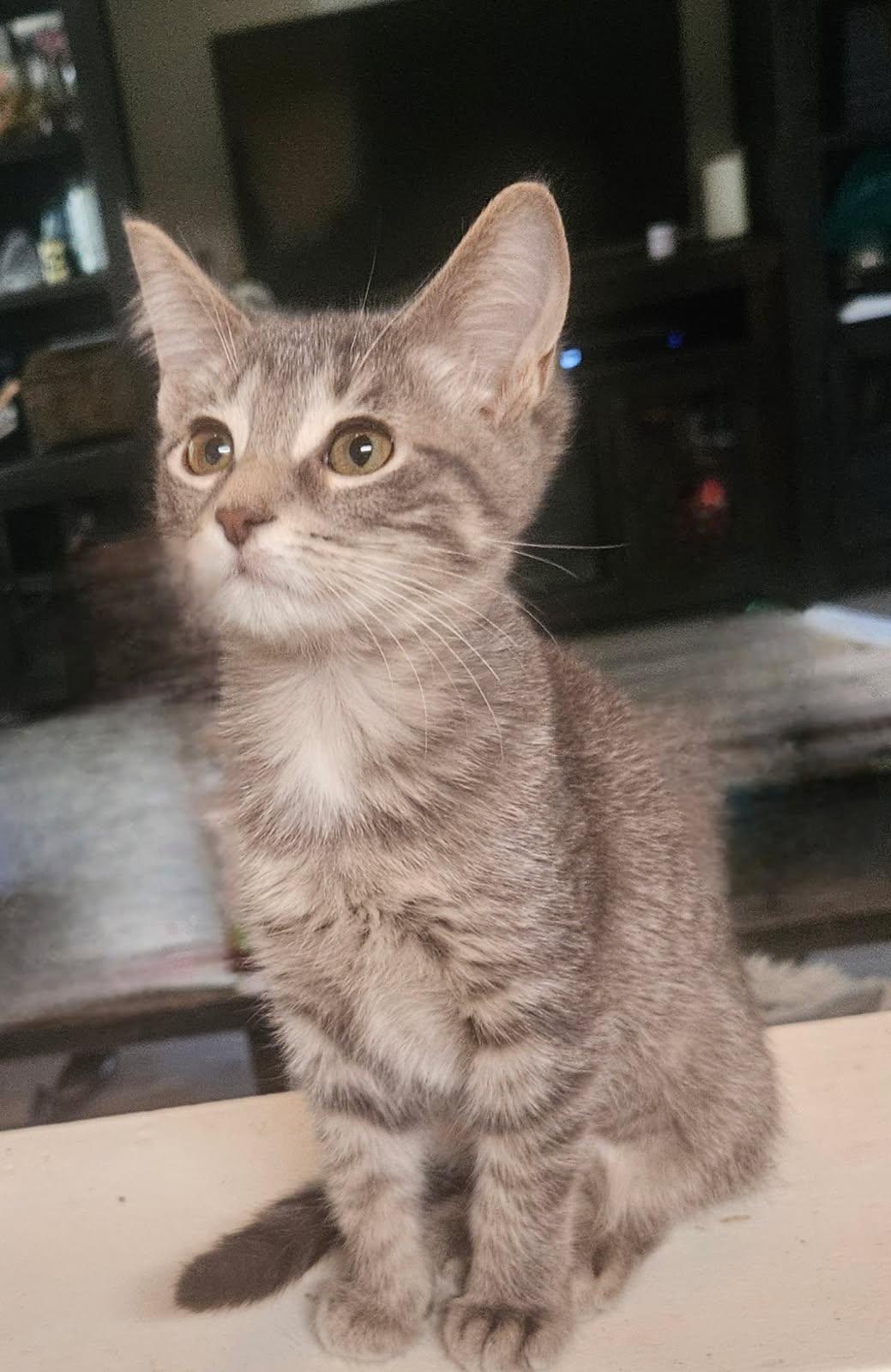 MITZIE, Adoptable, Young Female Domestic Short Hair.