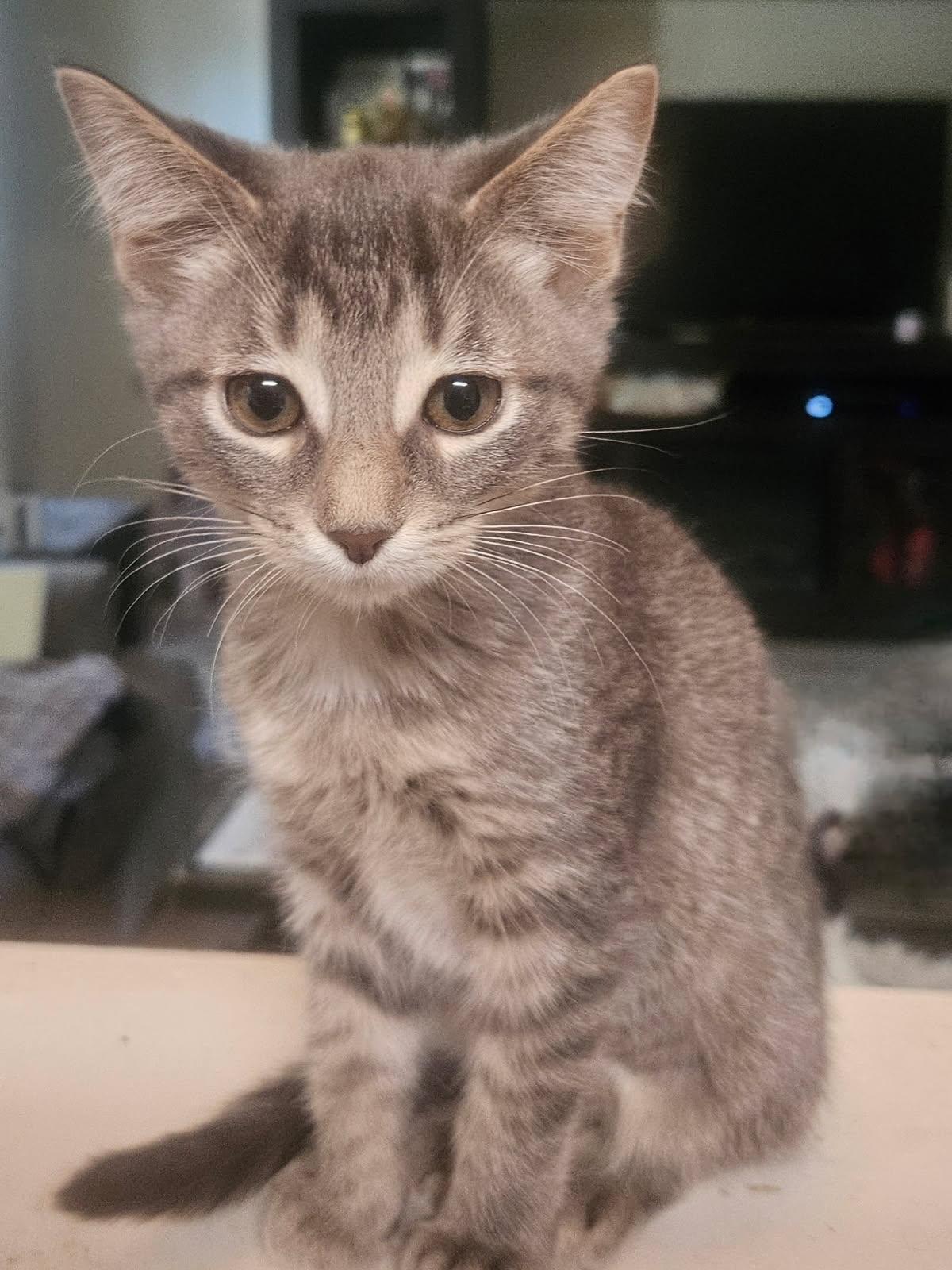 Enlarge MITZIE, a Adoptable Domestic Short Hair in Chicago Ridge, IL image 2/2