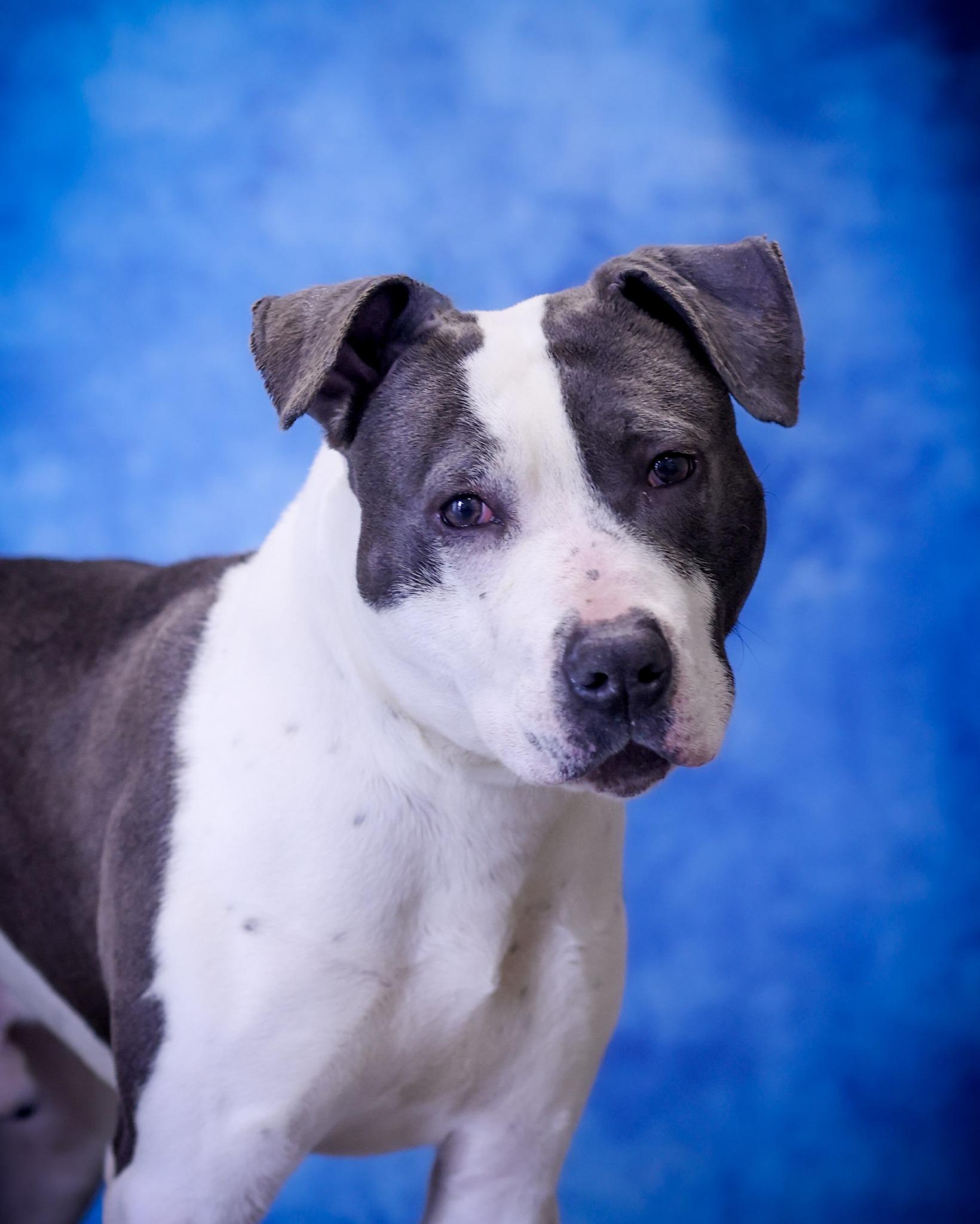 WEAVER (0462), ADOPTABLE, Young Male Pit Bull Terrier.