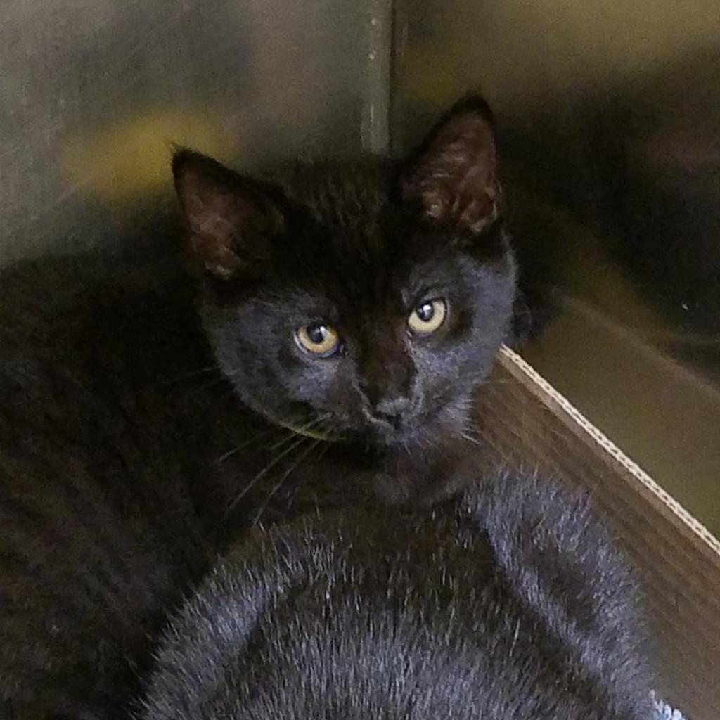 Sweetheart (Harry), Adoptable, Adult Male Domestic Short Hair.