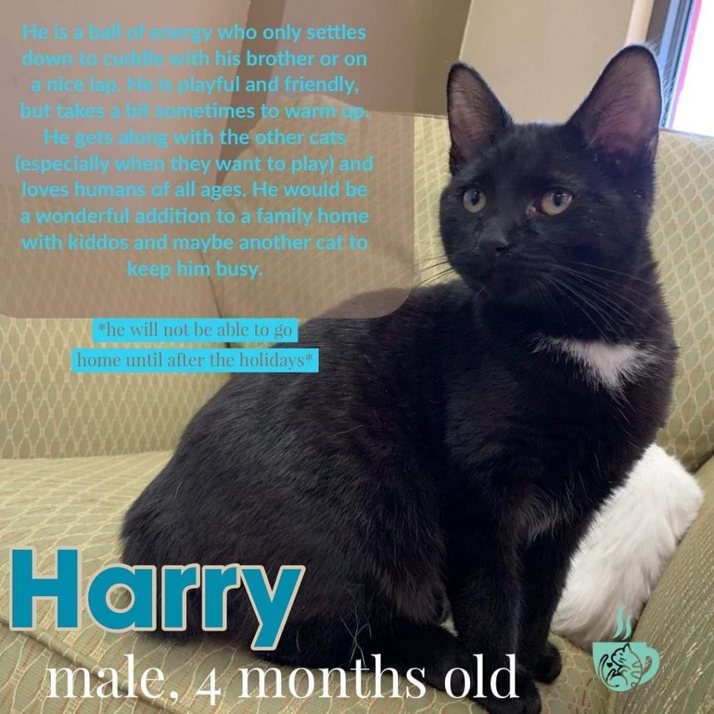 Enlarge Sweetheart (Harry), a Adoptable Domestic Short Hair in Branson, MO image 2/2