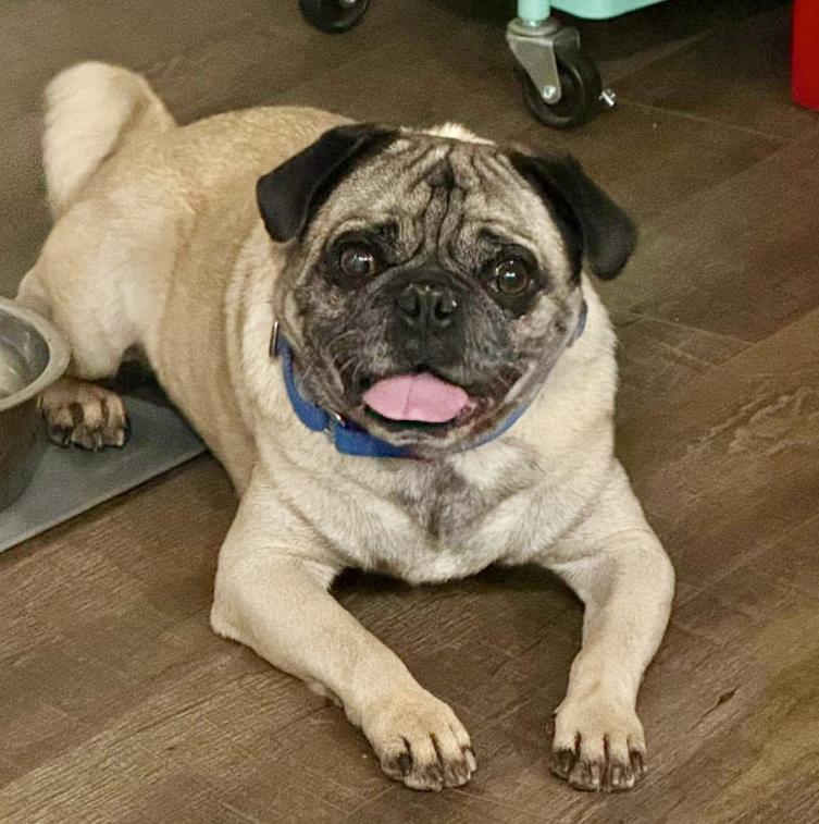 Tonka, ADOPTABLE, Adult Male Pug.