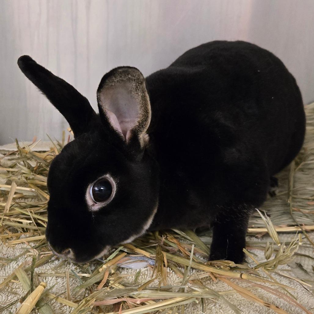 Enlarge Tulip (Tuli), a Adoptable Mini Rex in Waukesha, WI image 1/1
