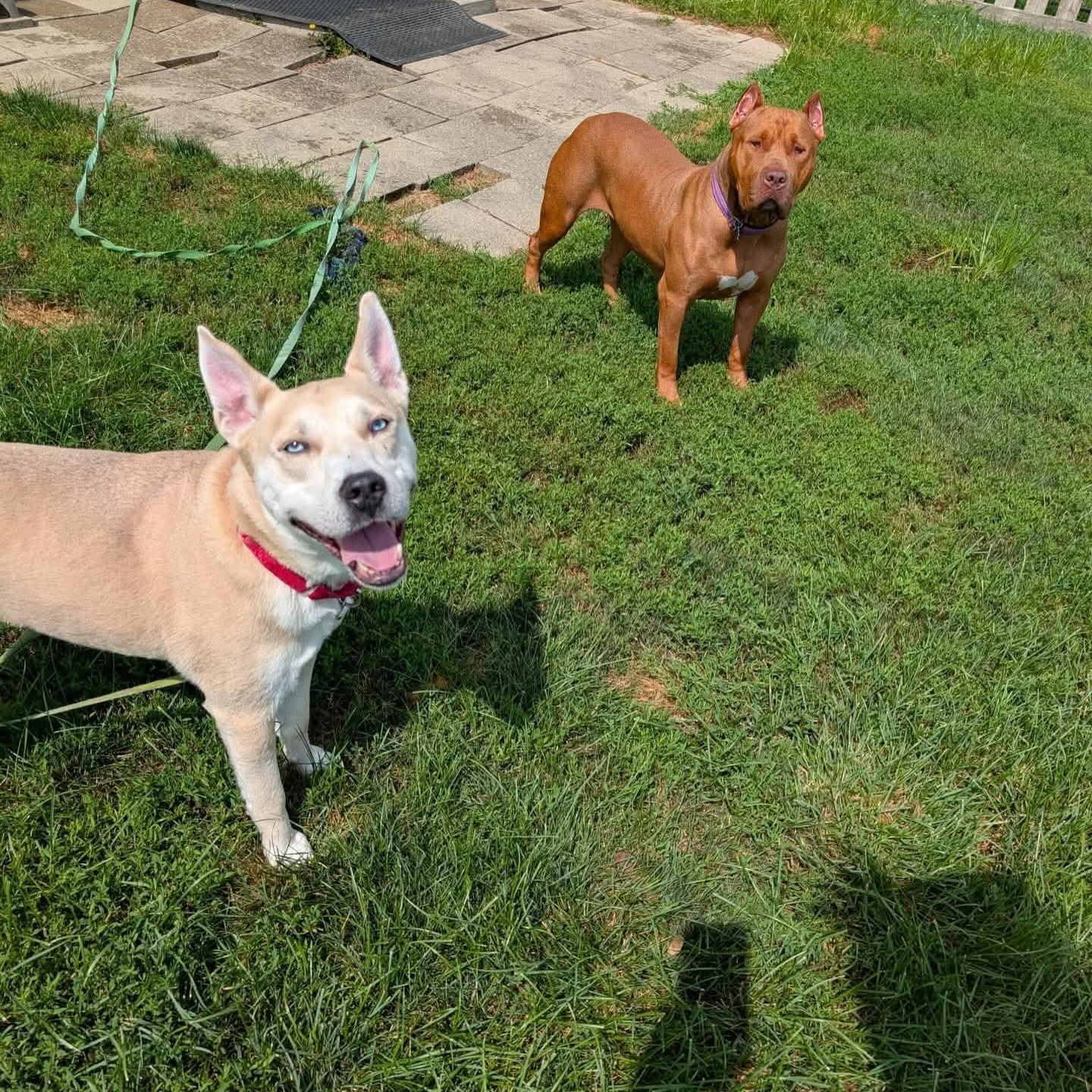 Enlarge Aristotle , a ADOPTABLE mixed breed in Minooka, IL image 3/6