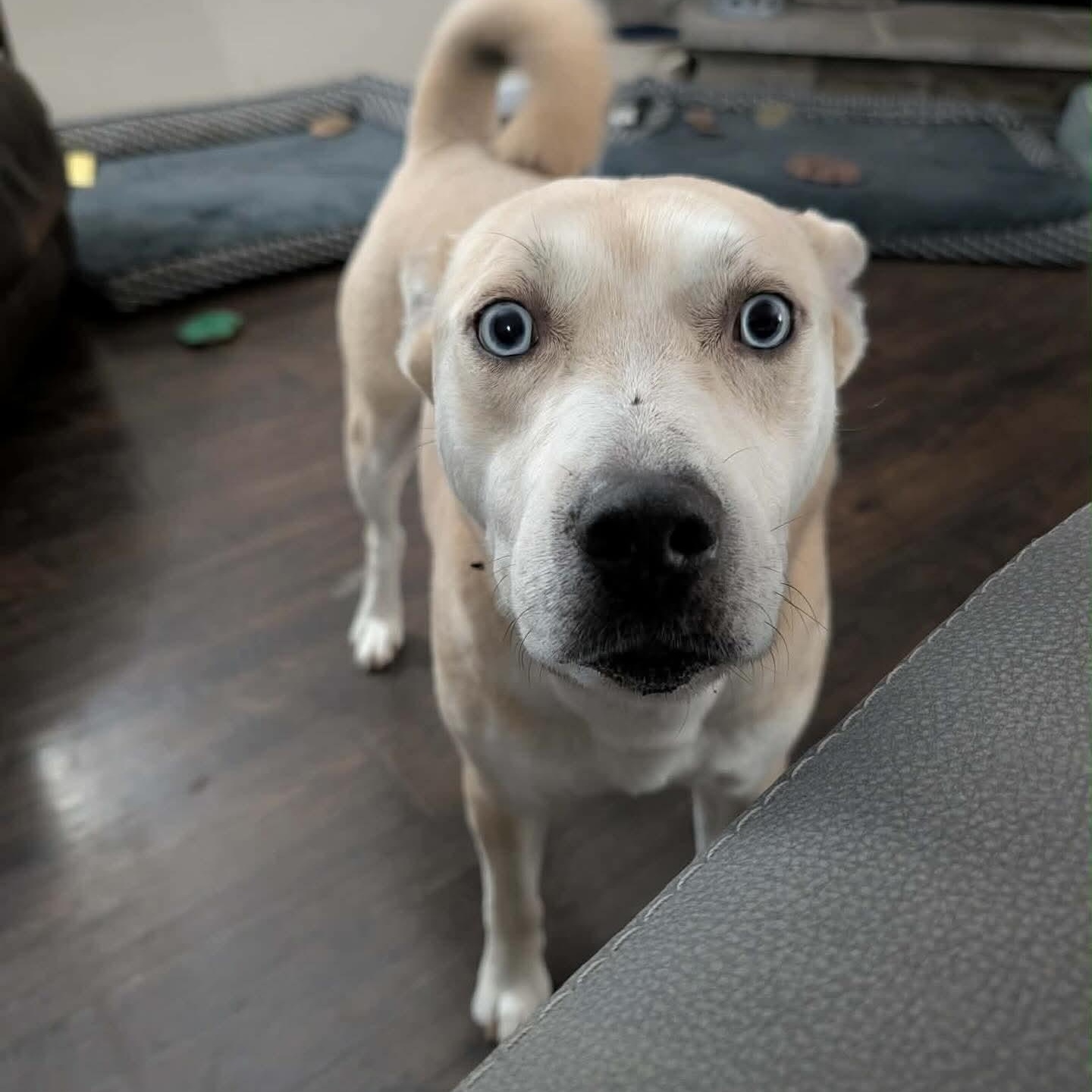 Enlarge Aristotle , a ADOPTABLE mixed breed in Minooka, IL image 4/6