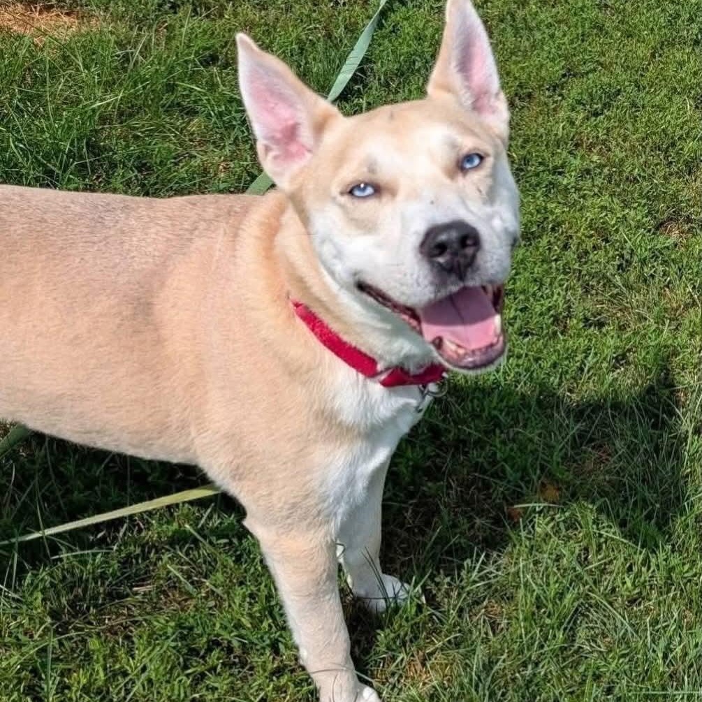 Enlarge Aristotle , a ADOPTABLE mixed breed in Minooka, IL image 1/6