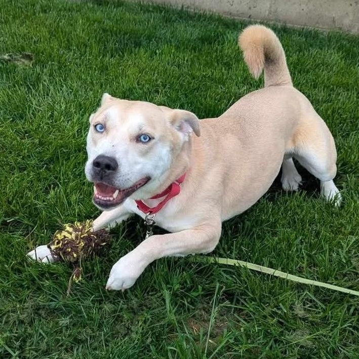 Enlarge Aristotle , a ADOPTABLE mixed breed in Minooka, IL image 2/6