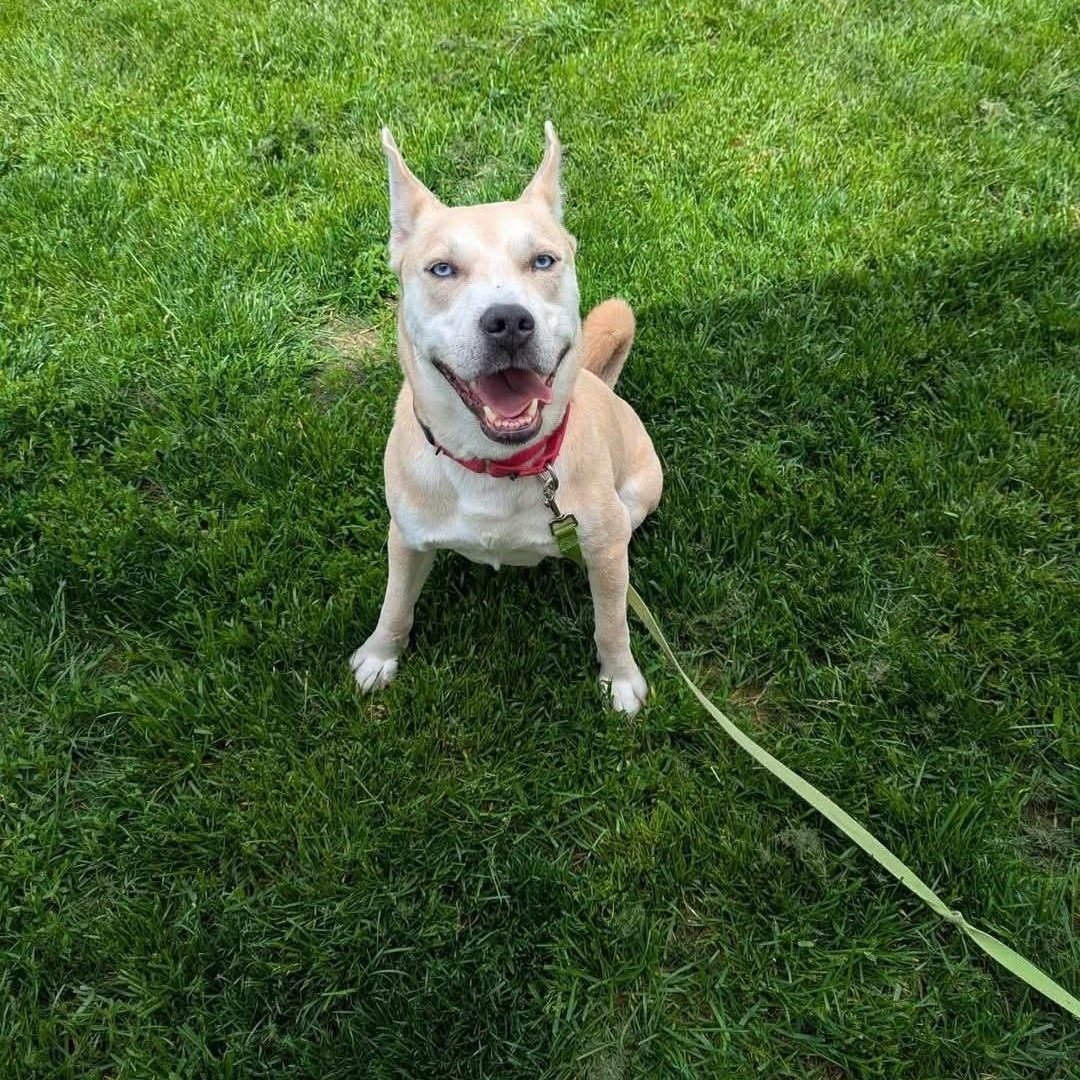 Enlarge Aristotle , a ADOPTABLE mixed breed in Minooka, IL image 5/6