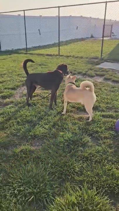 Enlarge Aristotle sponsored adoption fee, an adoptable mixed breed in Minooka, IL video 5/5