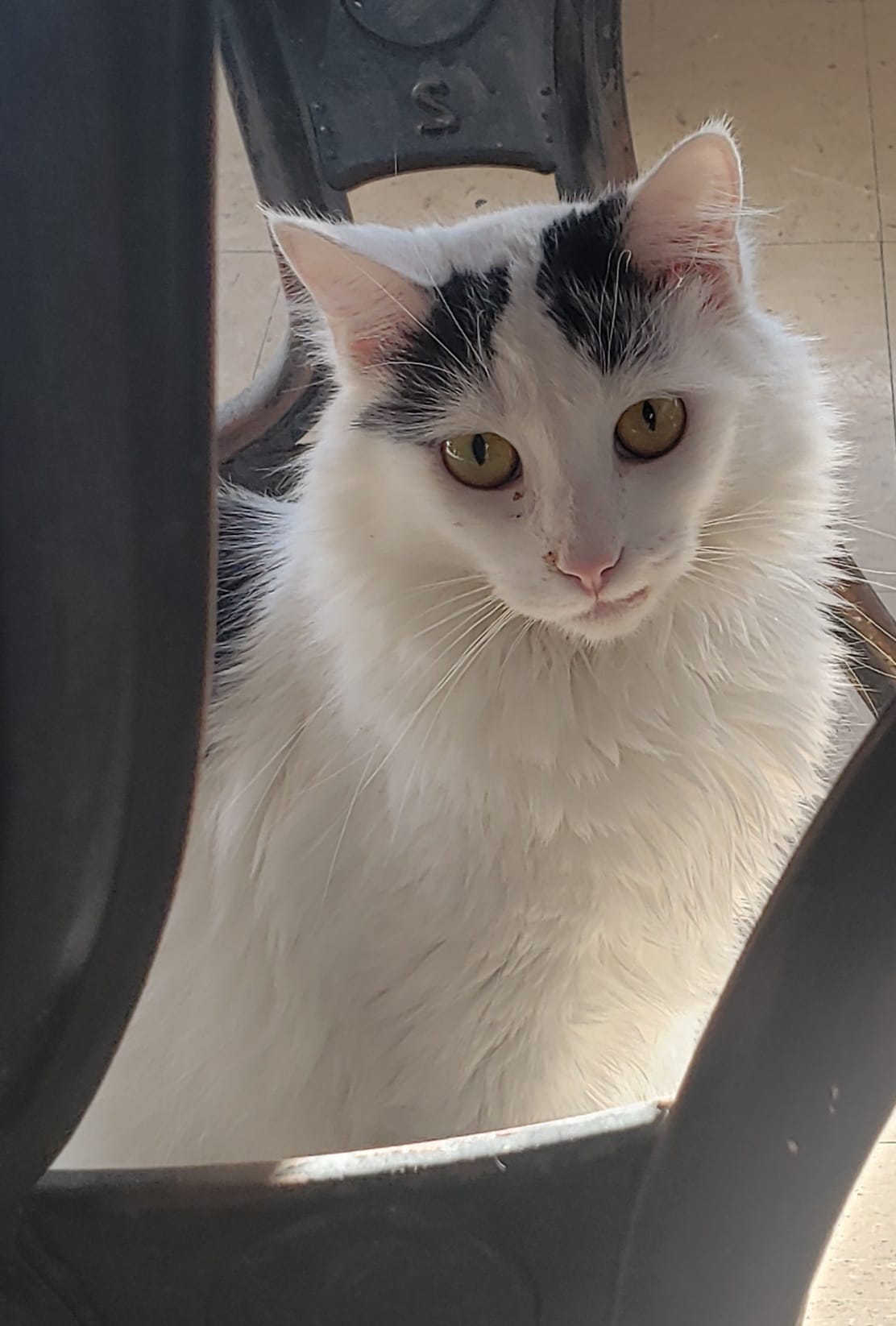 Enlarge Bedros, a Adoptable Domestic Long Hair in Camden, TN image 1/3