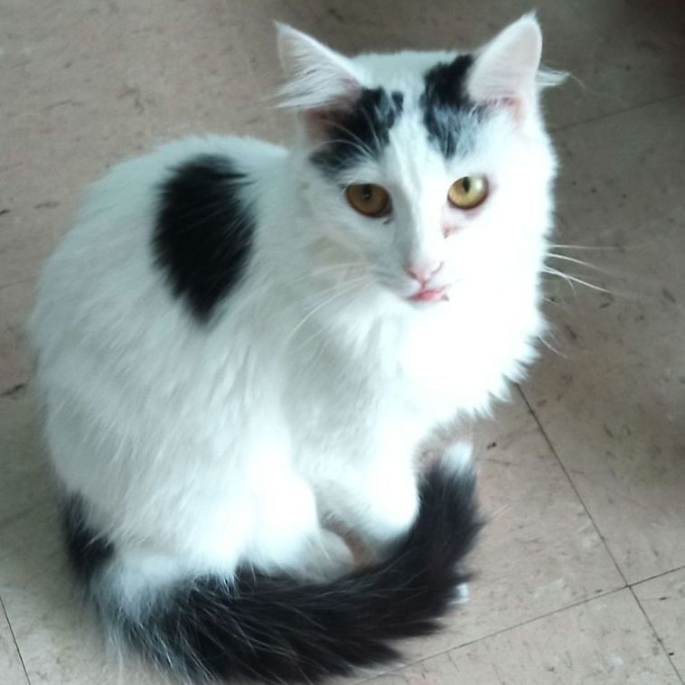 Enlarge Bedros, a Adoptable Domestic Long Hair in Camden, TN image 2/3
