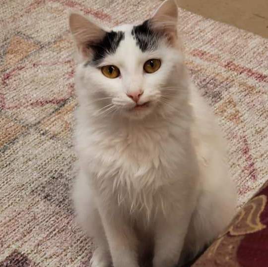 Enlarge Bedros, a Adoptable Domestic Long Hair in Camden, TN image 3/3