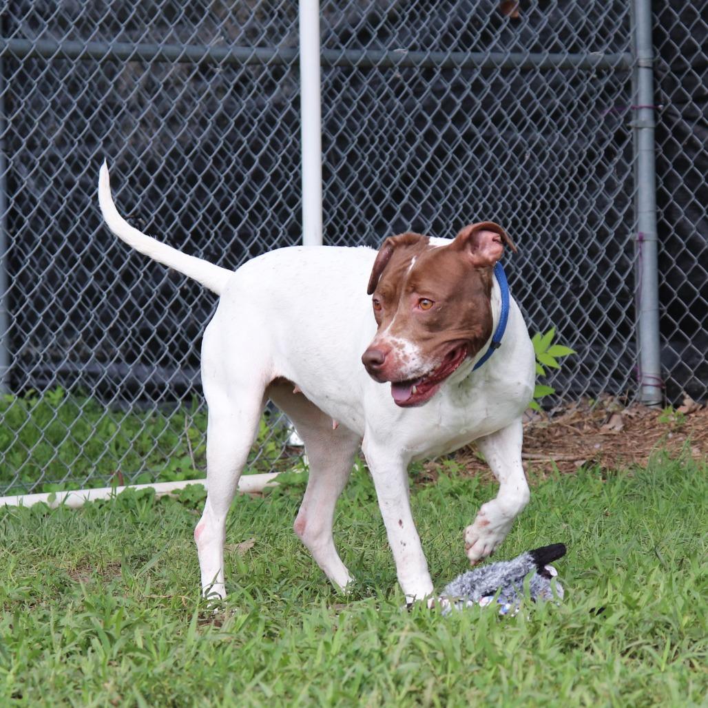 Enlarge Bella, a Adoptable mixed breed in Springfield, IL image 1/6