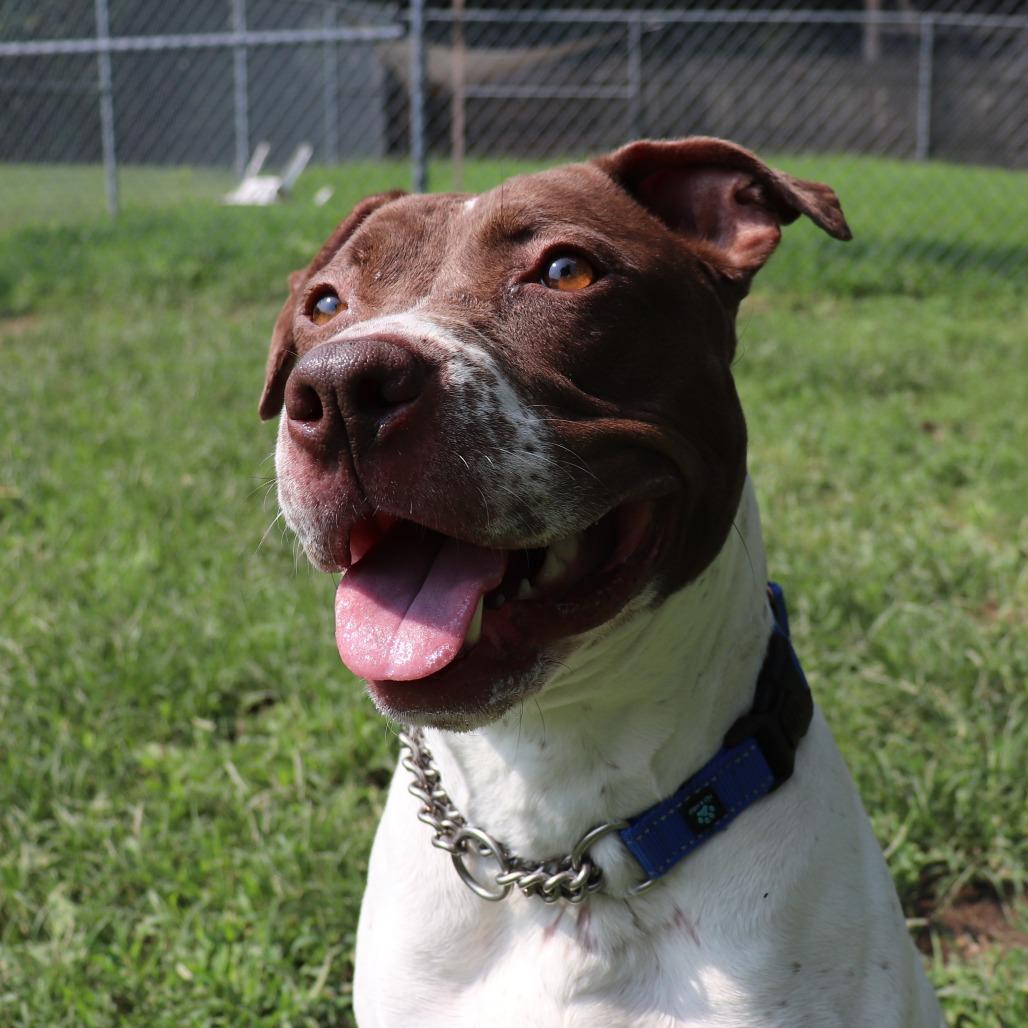 Enlarge Bella, a Adoptable mixed breed in Springfield, IL image 2/6