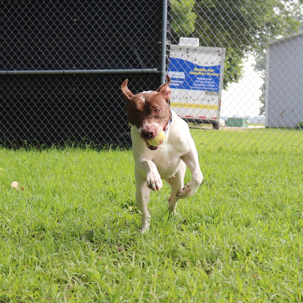Enlarge Bella, a Adoptable mixed breed in Springfield, IL image 3/6