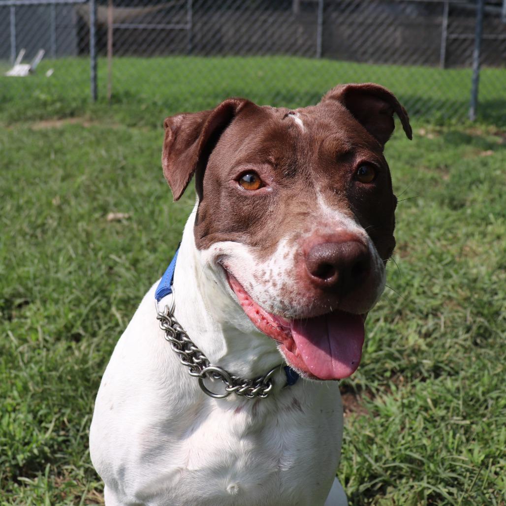 Enlarge Bella, a Adoptable mixed breed in Springfield, IL image 4/6