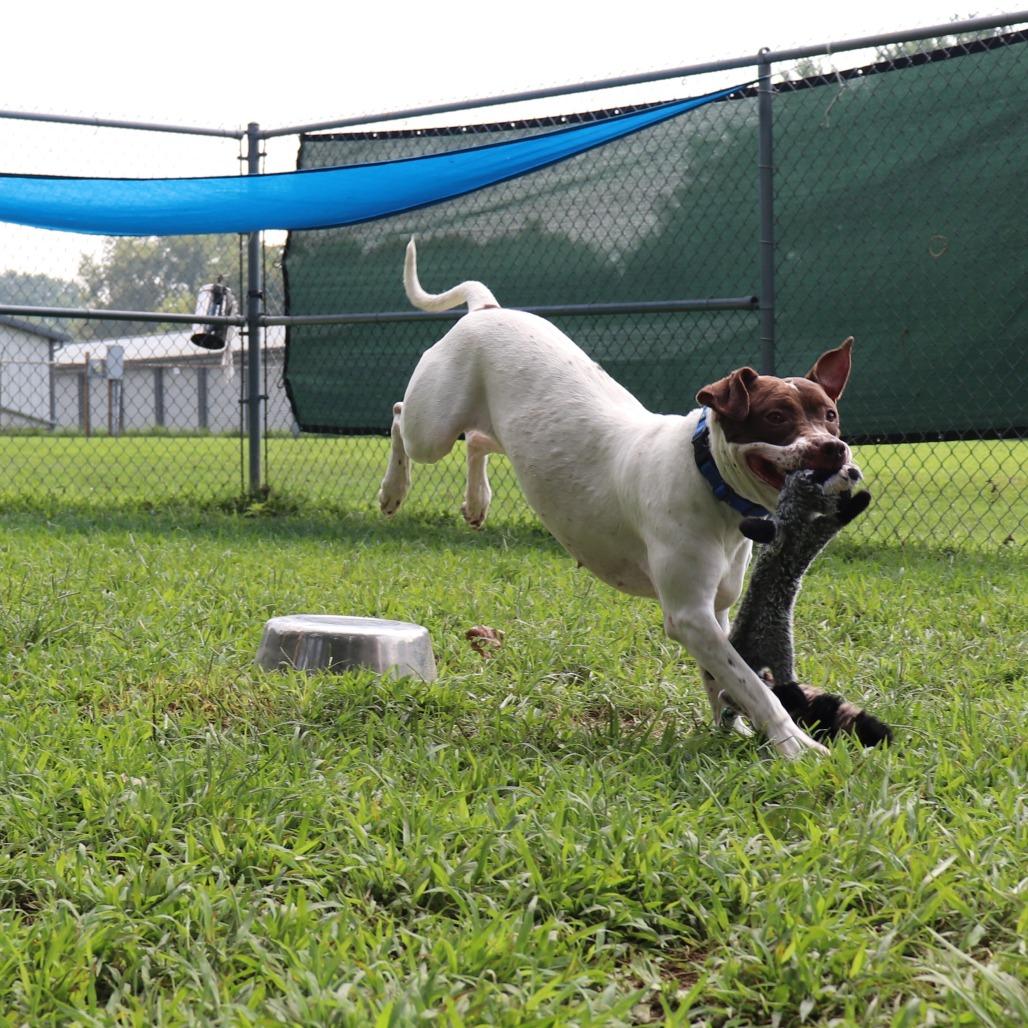 Enlarge Bella, a Adoptable mixed breed in Springfield, IL image 4/6