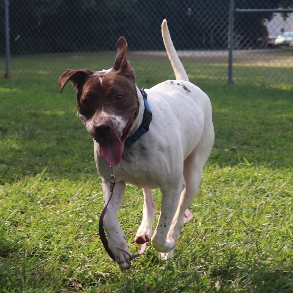Enlarge Bella, a Adoptable mixed breed in Springfield, IL image 5/6