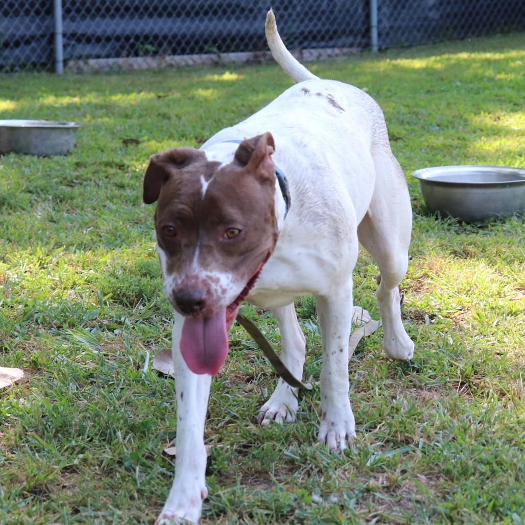 Enlarge Bella, a Adoptable mixed breed in Springfield, IL image 6/6