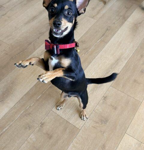 Remy, Adoptable, Puppy Male Chihuahua & Miniature Pinscher.