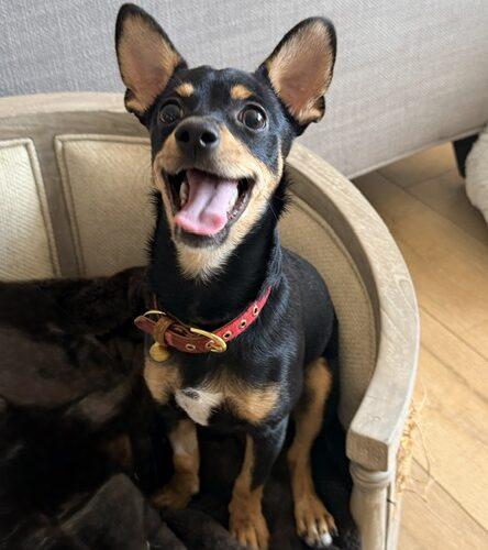 Enlarge Remy, a Adoptable mixed breed in Henderson, NV image 2/4