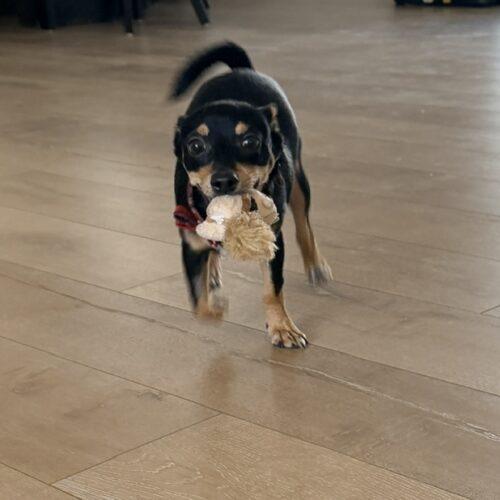 Enlarge Remy, a Adoptable mixed breed in Henderson, NV image 3/4
