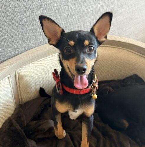Enlarge Remy, a Adoptable mixed breed in Henderson, NV image 4/4