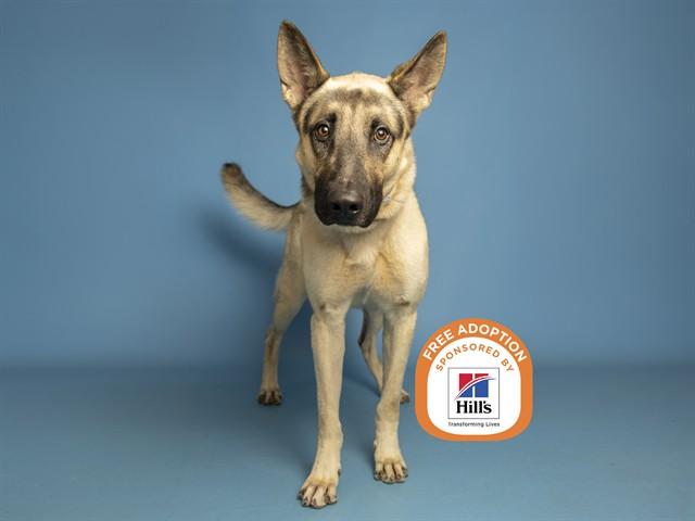 Enlarge BRUCE, a Adoptable German Shepherd Dog in Phoenix, AZ image 1/1