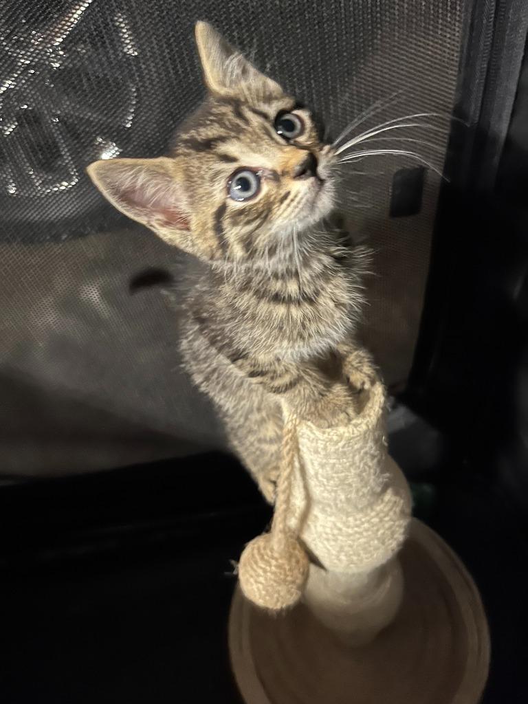 Hansel, Adoptable, Kitten Male Domestic Short Hair.