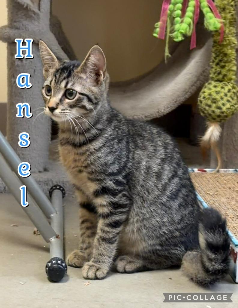 Hansel, a Adoptable mixed breed in Fort Oglethorpe, GA image 2/4