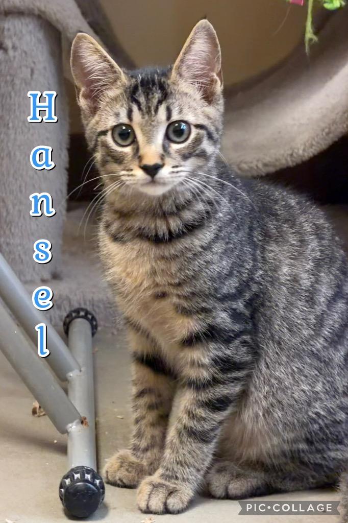 Hansel, a Adoptable mixed breed in Fort Oglethorpe, GA image 3/4